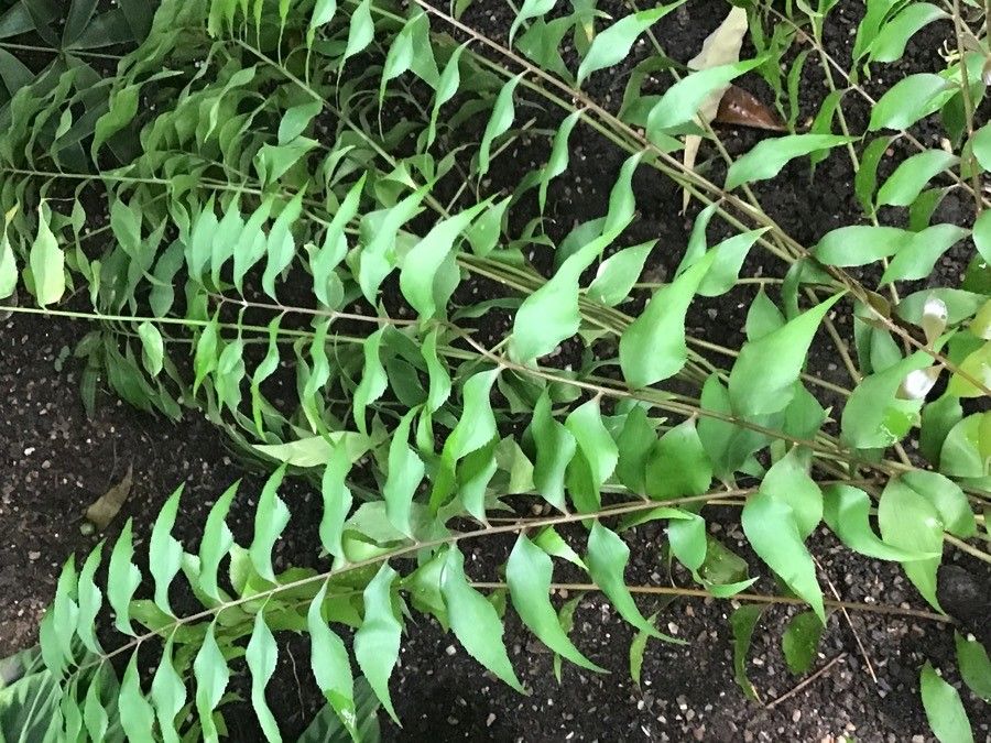 Zamia vazquezii — search result for 'Zamiaceae'