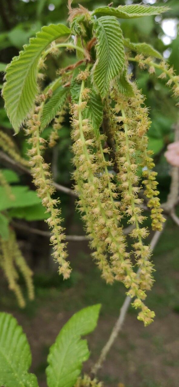 Quercus pontica flower