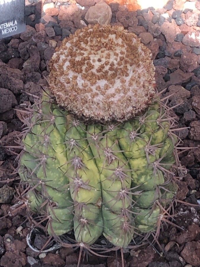 Melocactus curvispinus — houseplant care guide