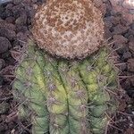 Melocactus curvispinus