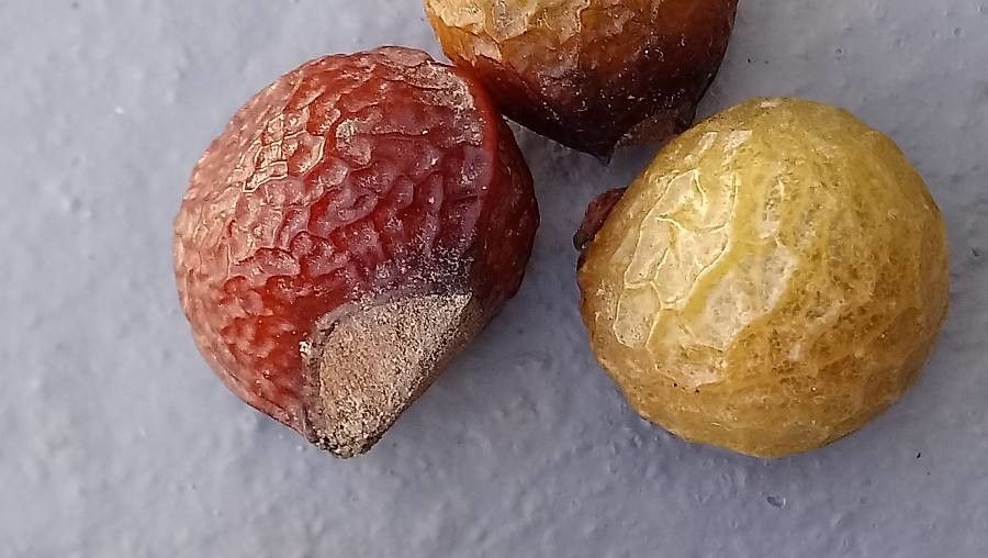 Sapindus mukorossi fruit