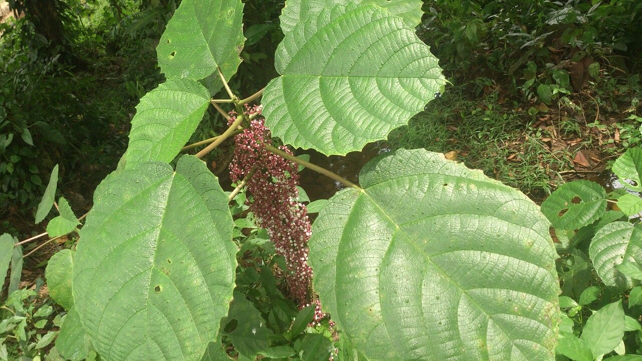 Urera baccifera leaf