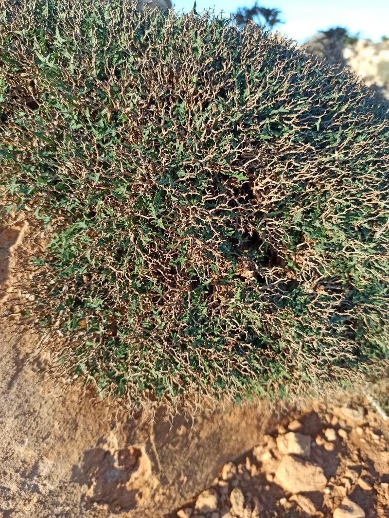 Astragalus balearicus — search result for 'Astragalus'