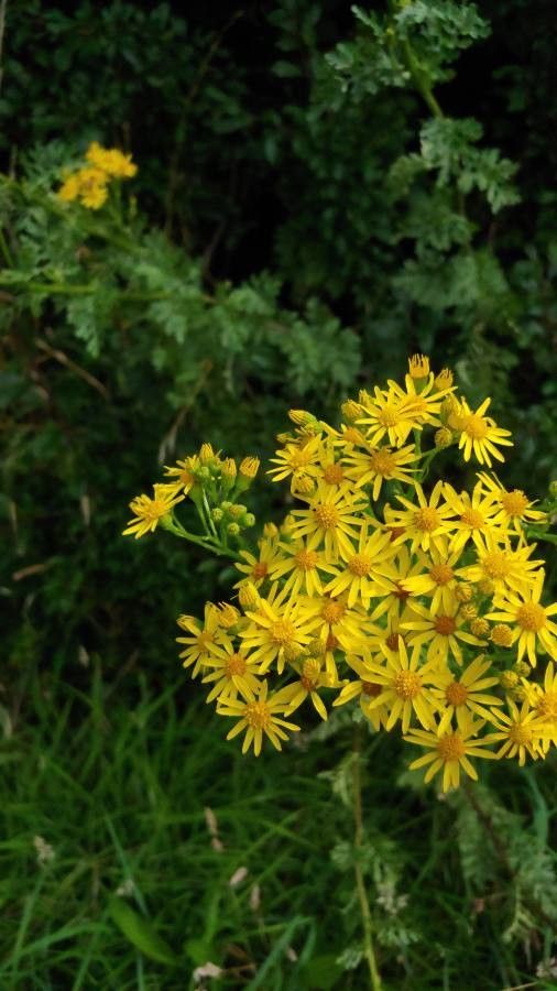 Senecio serra flower