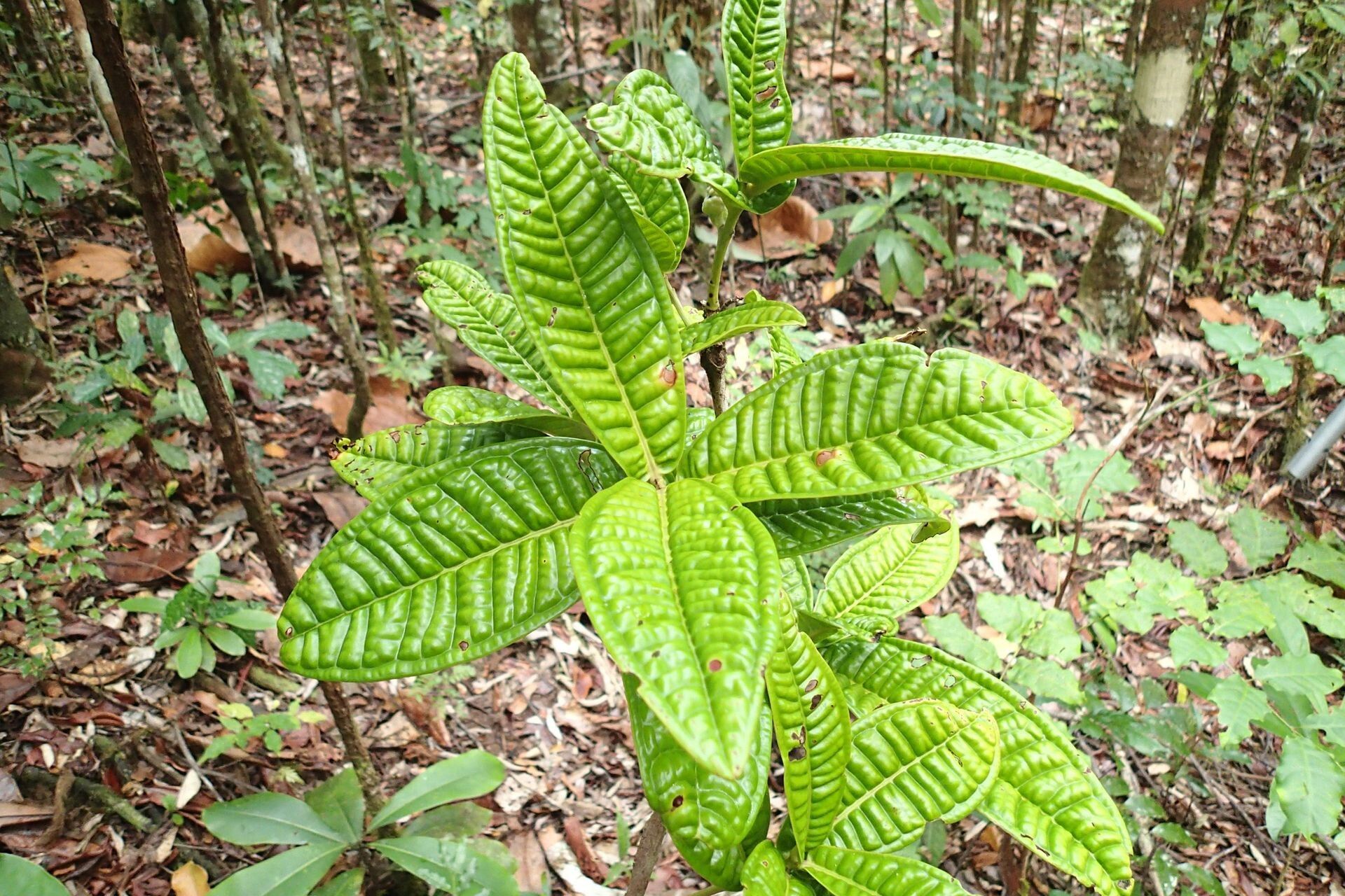 Syzygium bullatum — houseplant care guide