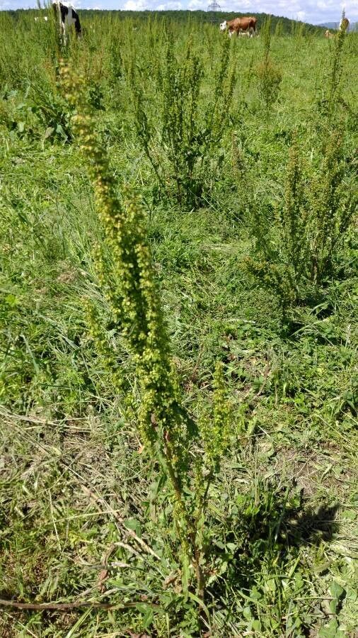 Chenopodium bonus-henricus fruit