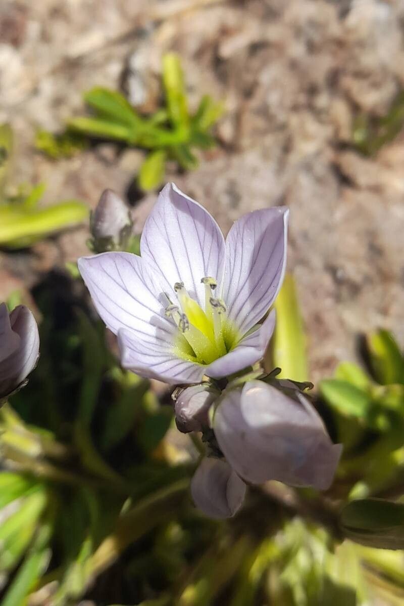 Gentianella multicaulis flower