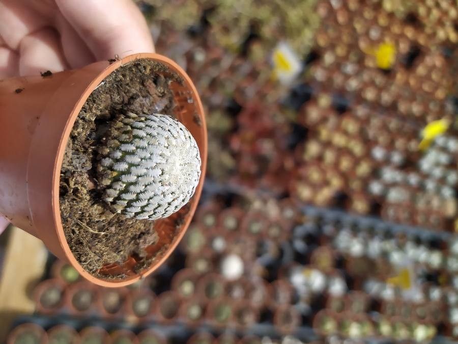 Turbinicarpus pseudopectinatus leaf