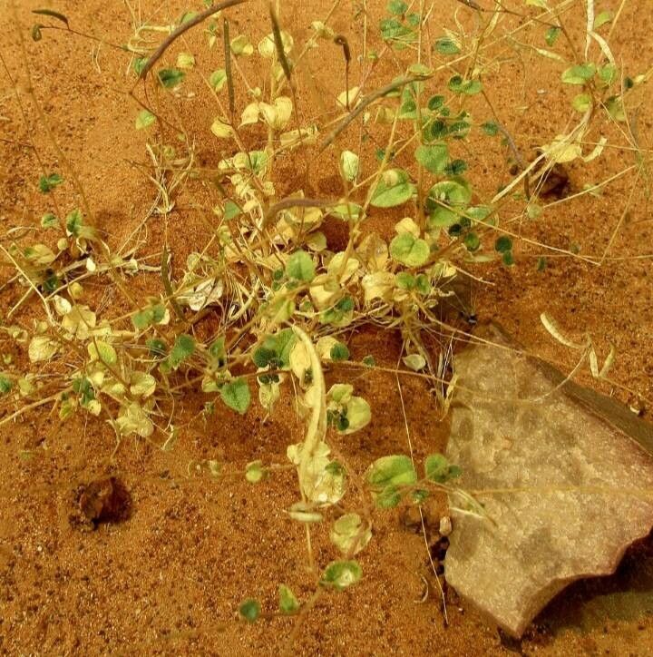 Cleome scaposa — search result for 'Cleome'