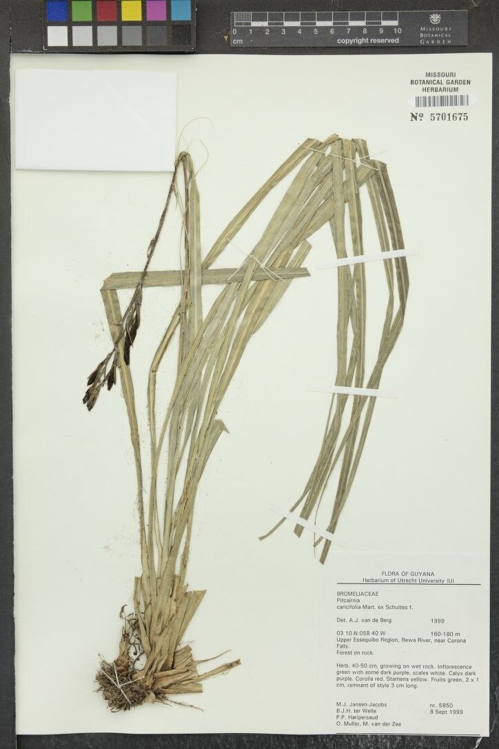 Pitcairnia caricifolia other