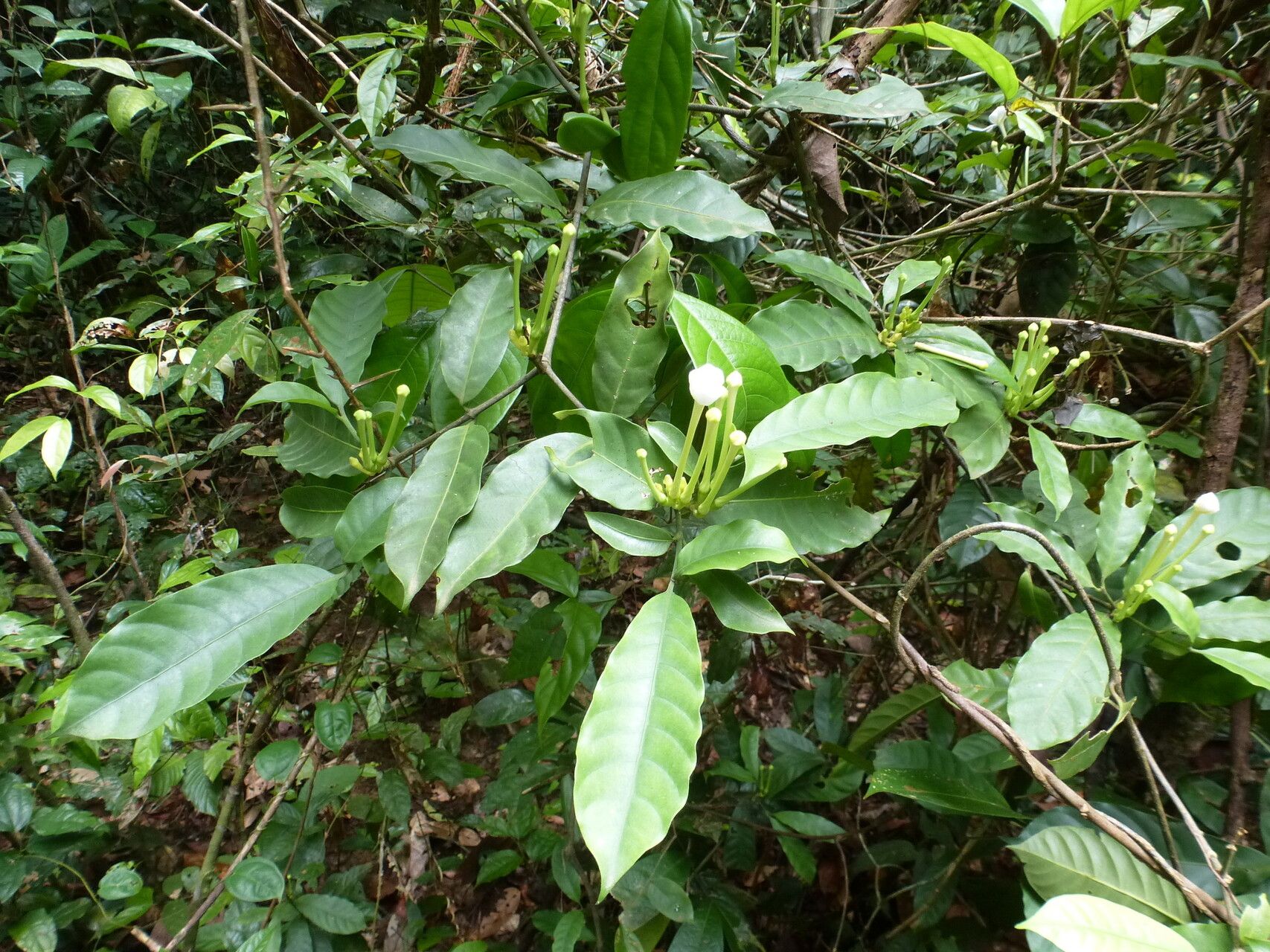Tabernaemontana glandulosa habit