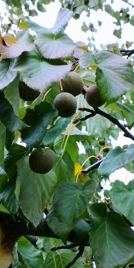 Davidia involucrata fruit