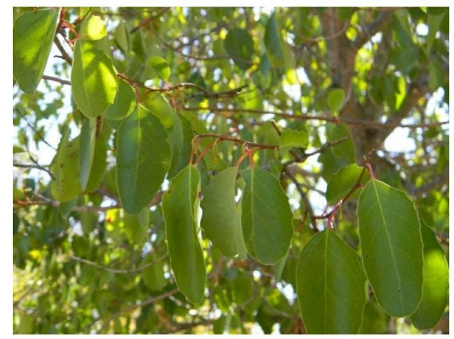 Azara petiolaris — houseplant care guide