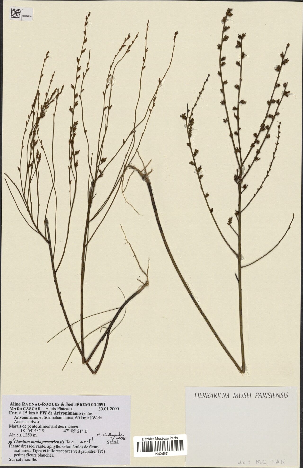 Thesium madagascariense — search result for 'Thesium'