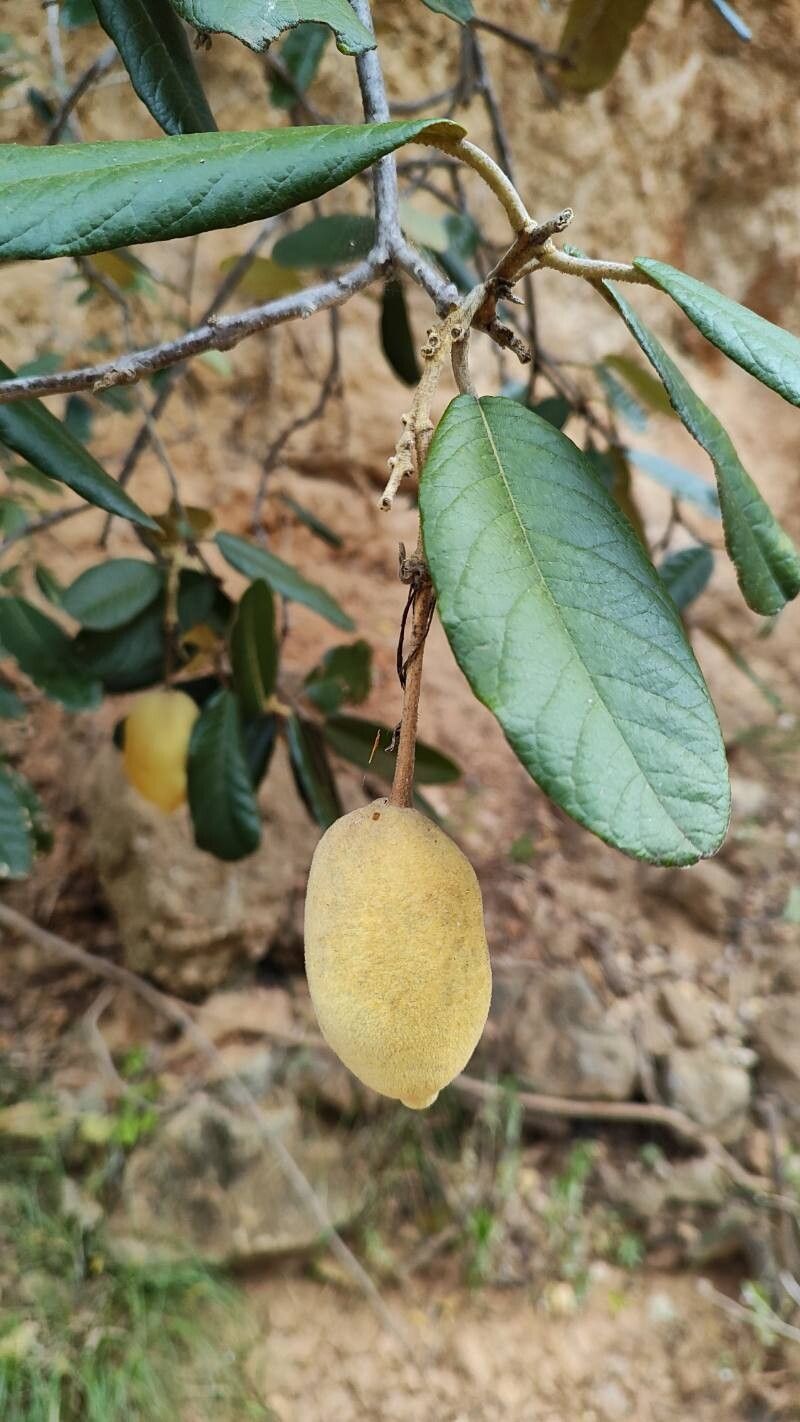 Dichapetalum rugosum fruit