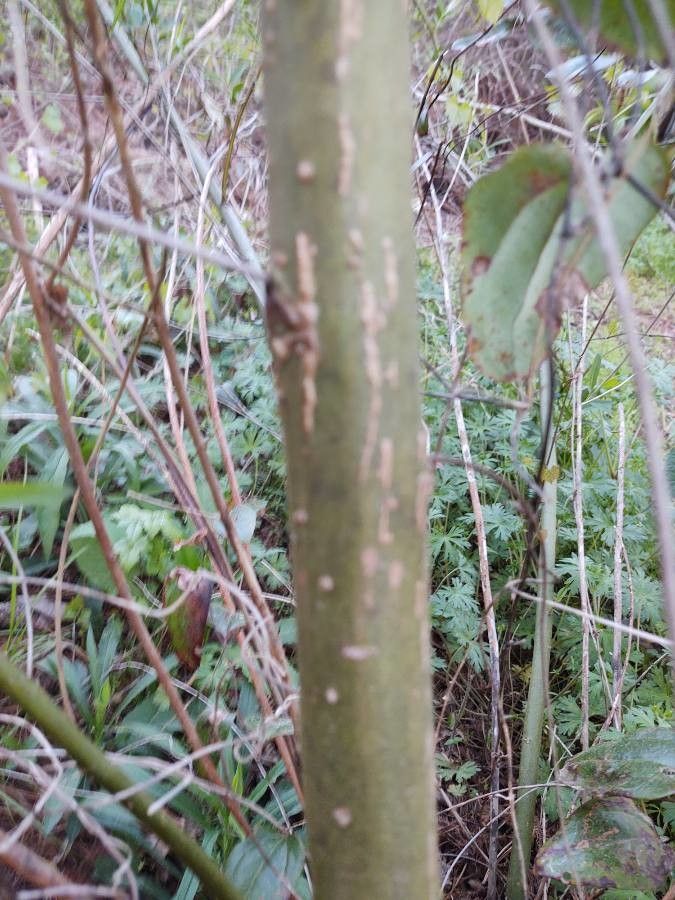 Salix caroliniana bark