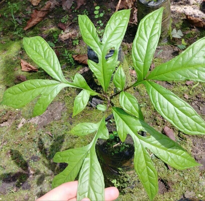 Dracontium spruceanum — search result for 'Suriname'