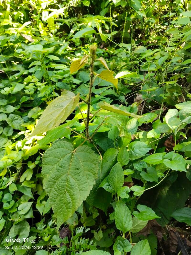 Croton caudatus — houseplant care guide