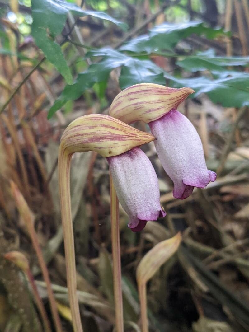 Aeginetia indica flower