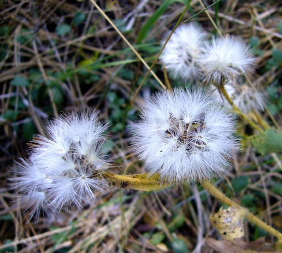 Crepis monticola fruit