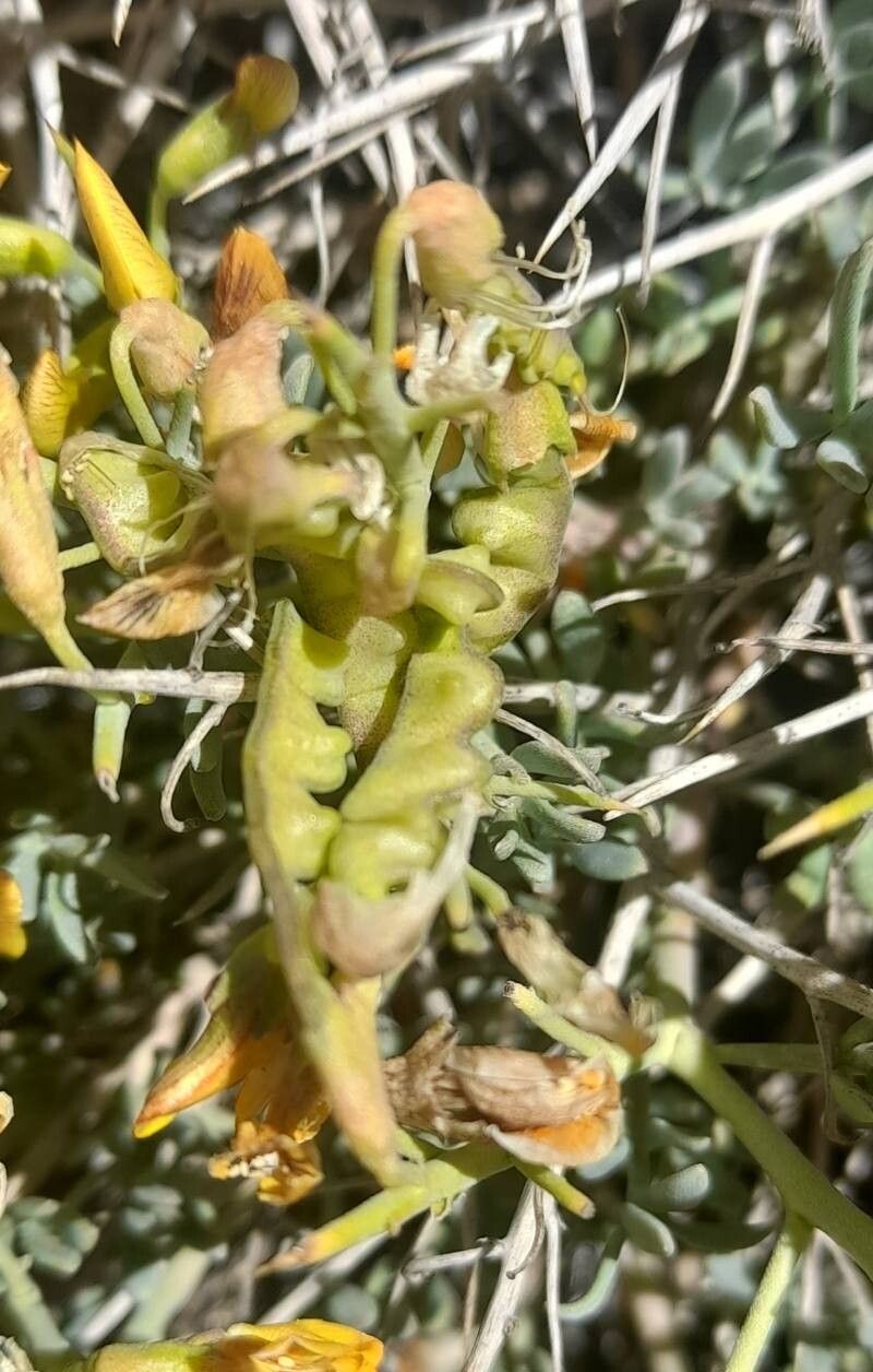 Adesmia candida fruit