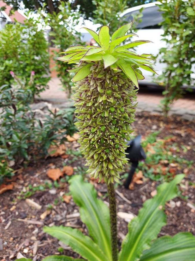 Eucomis bicolor fruit