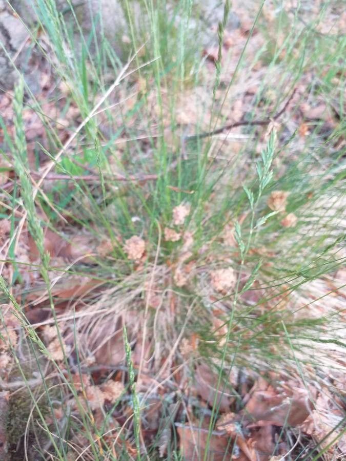 Avenella flexuosa flower
