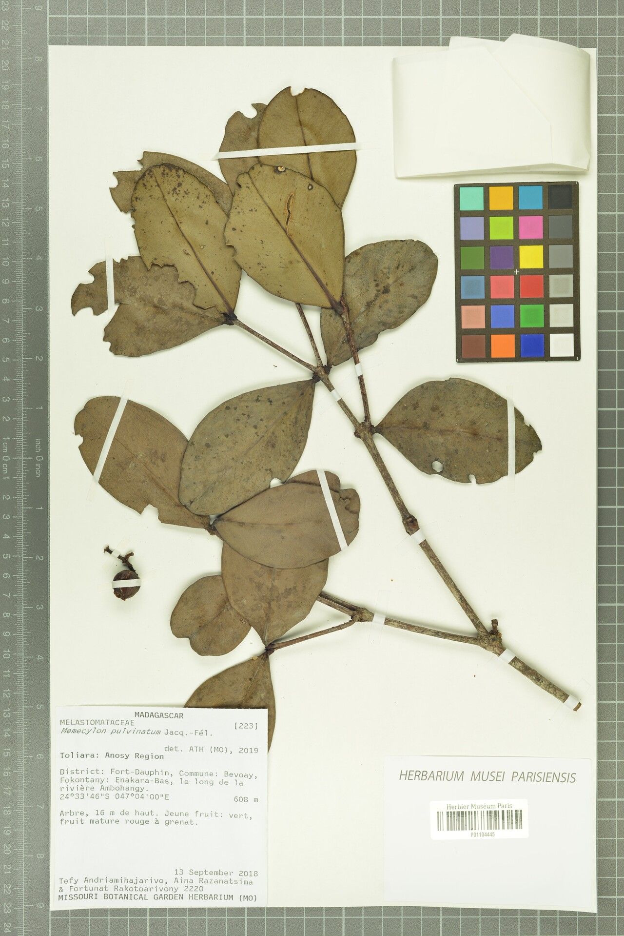 Memecylon pulvinatum — houseplant care guide