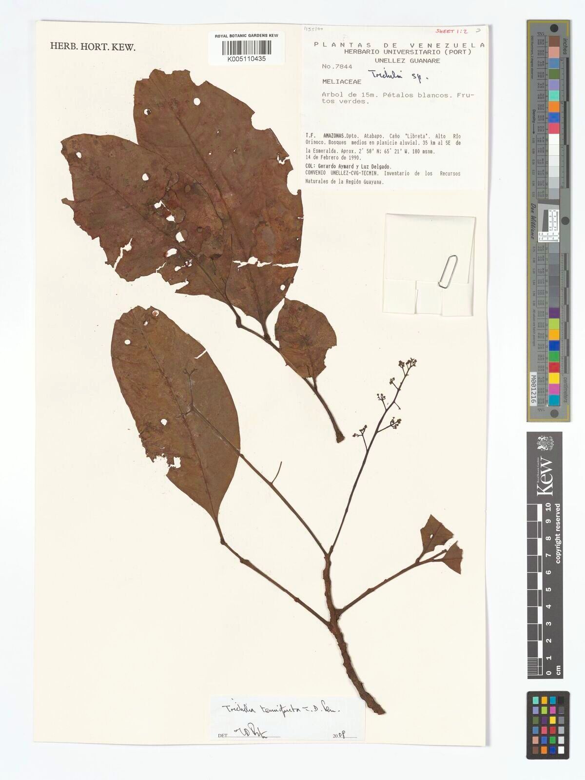 Trichilia tenuifructa — houseplant care guide