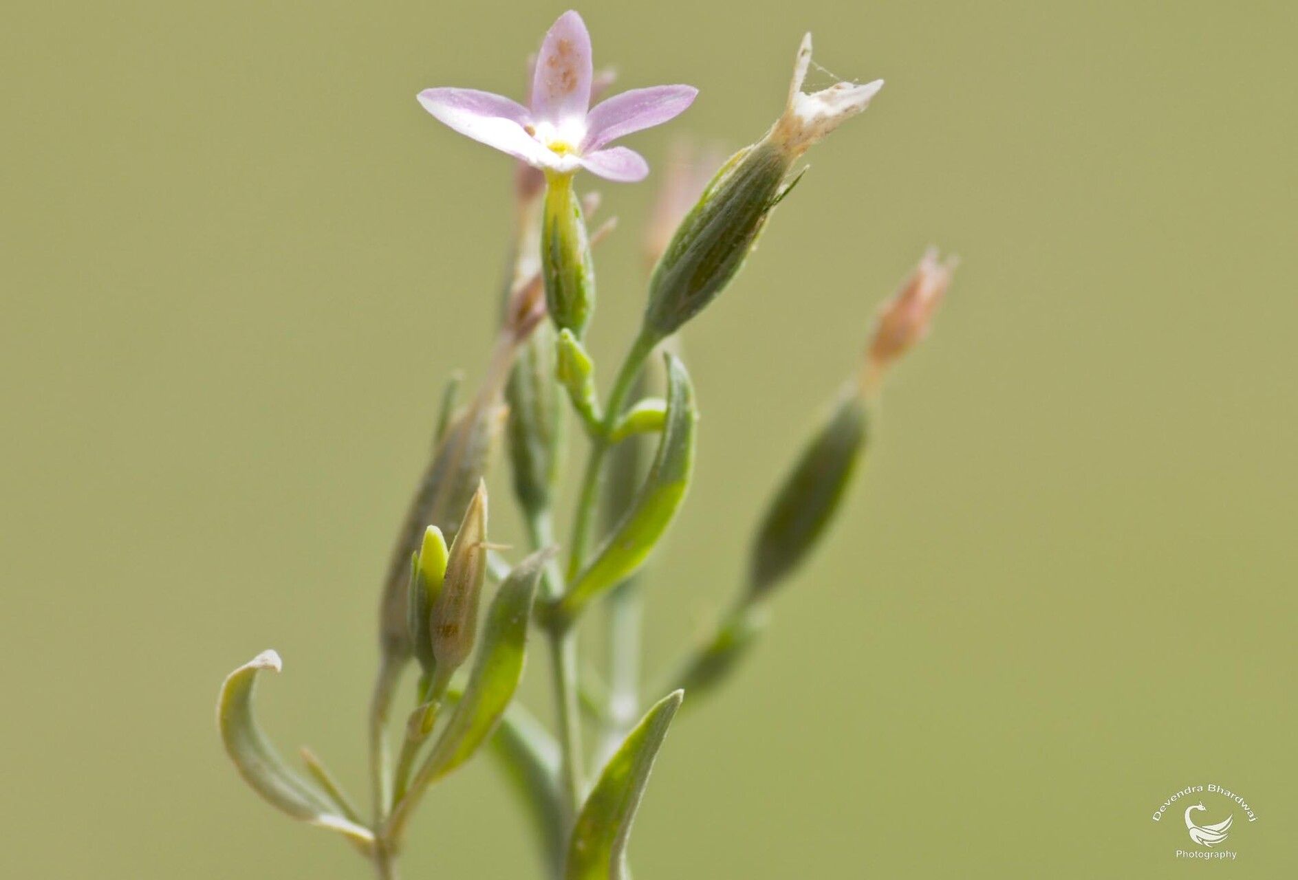 Centaurium centaurioides — related species from the same genus