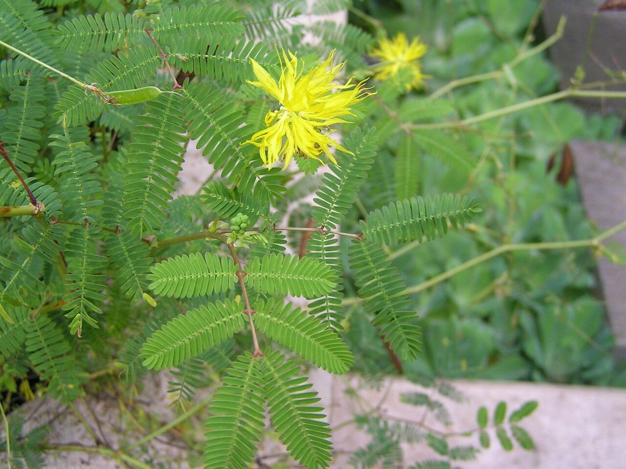 Neptunia plena flower