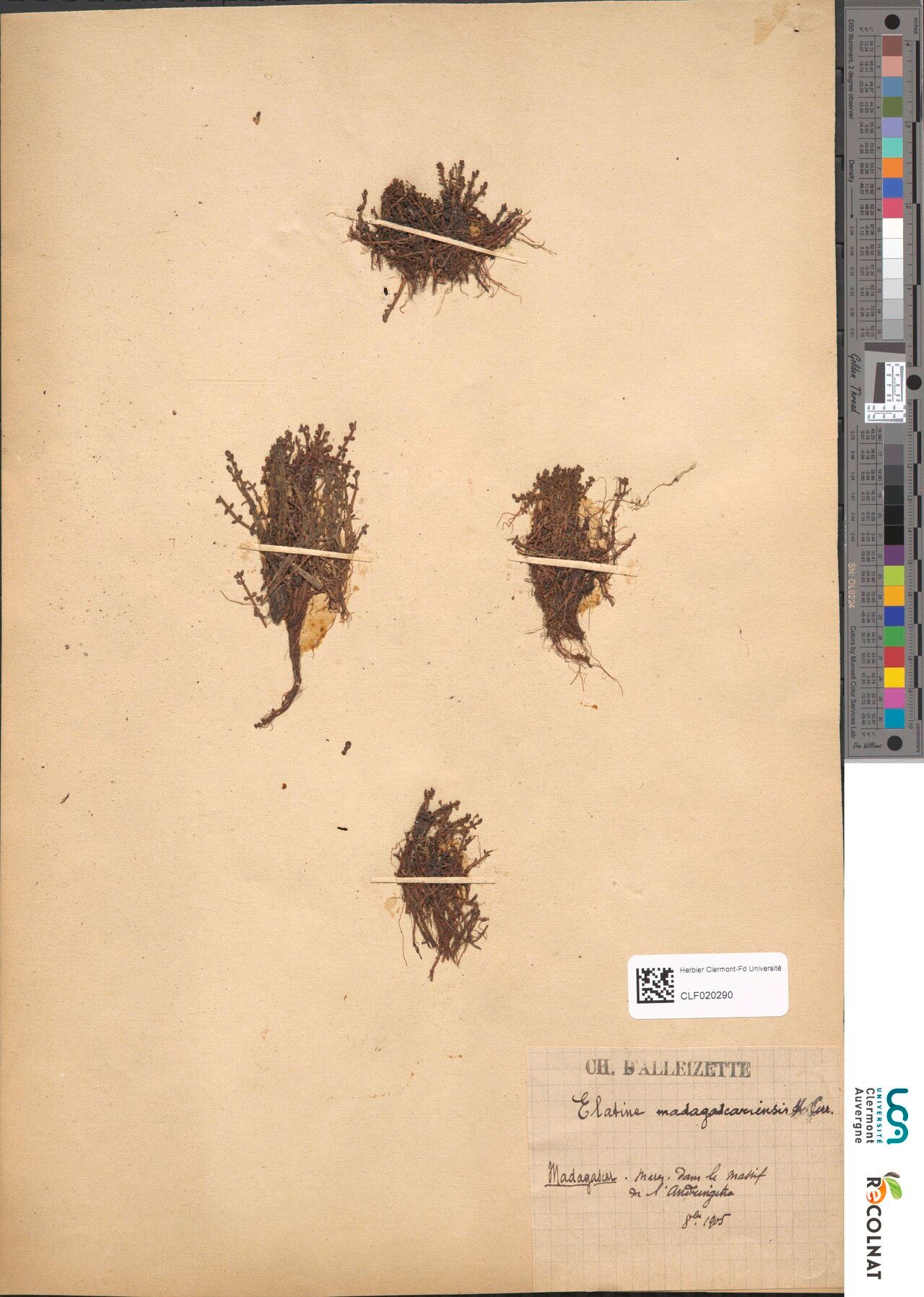 Elatine madagascariensis — houseplant care guide