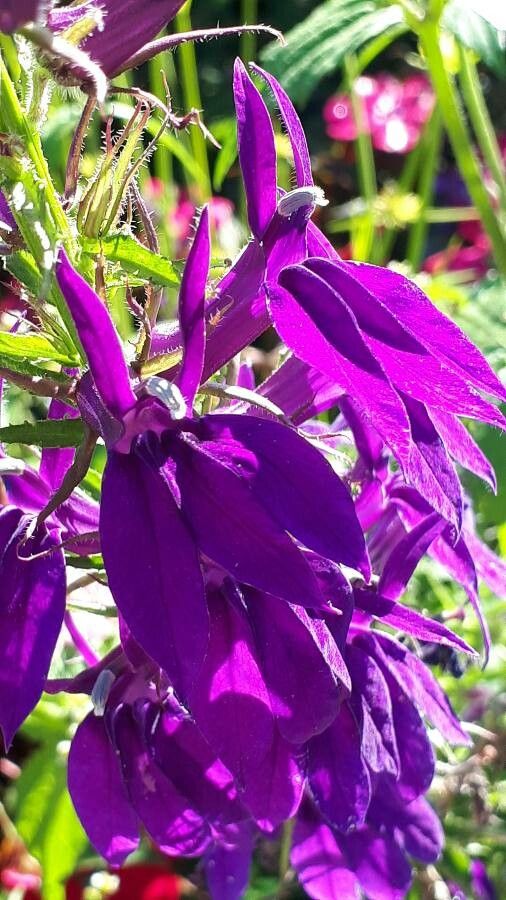 Lobelia × speciosa flower