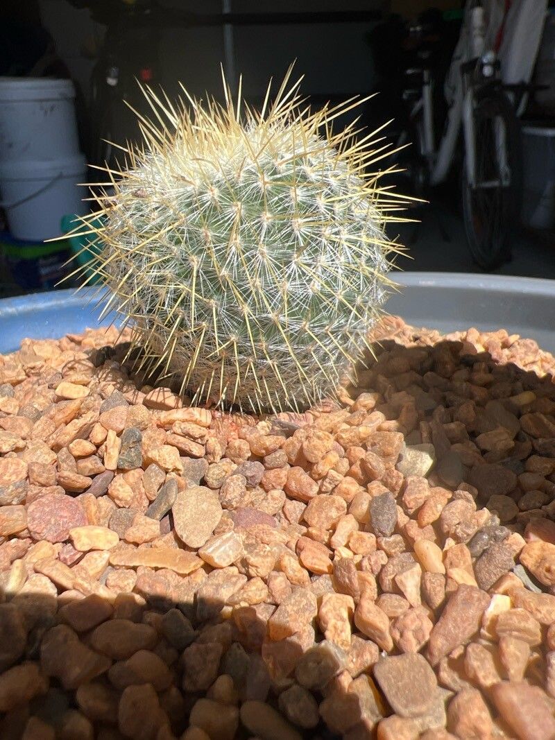 Mammillaria muehlenpfordtii leaf