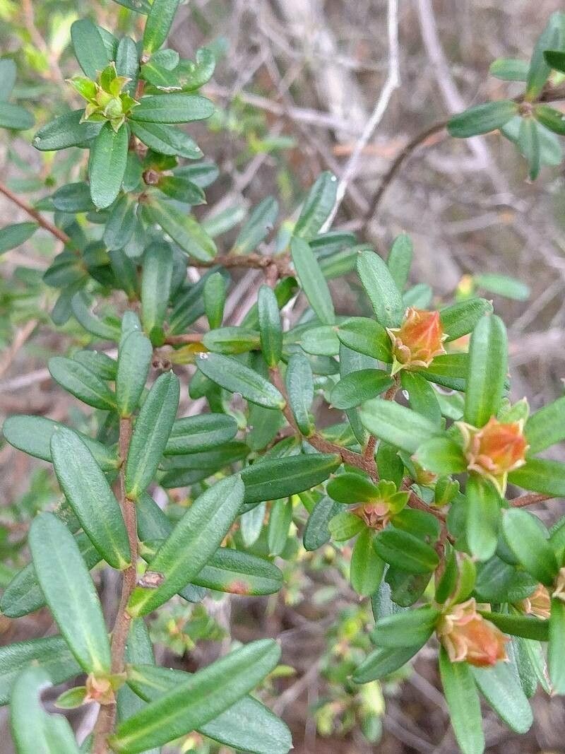 Hibbertia bracteata — related species from the same genus