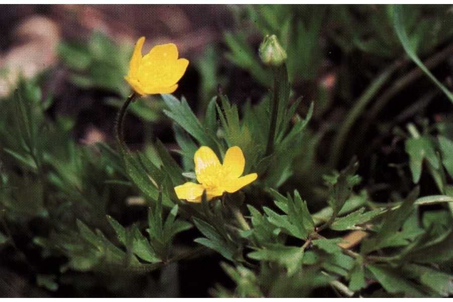 Ranunculus orthorhynchus habit