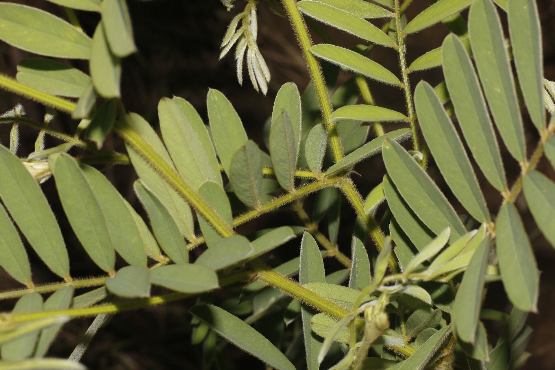Tephrosia vicioides leaf