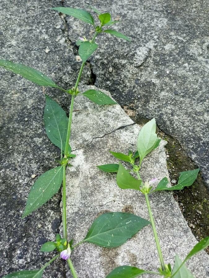 Justicia insularis — houseplant care guide