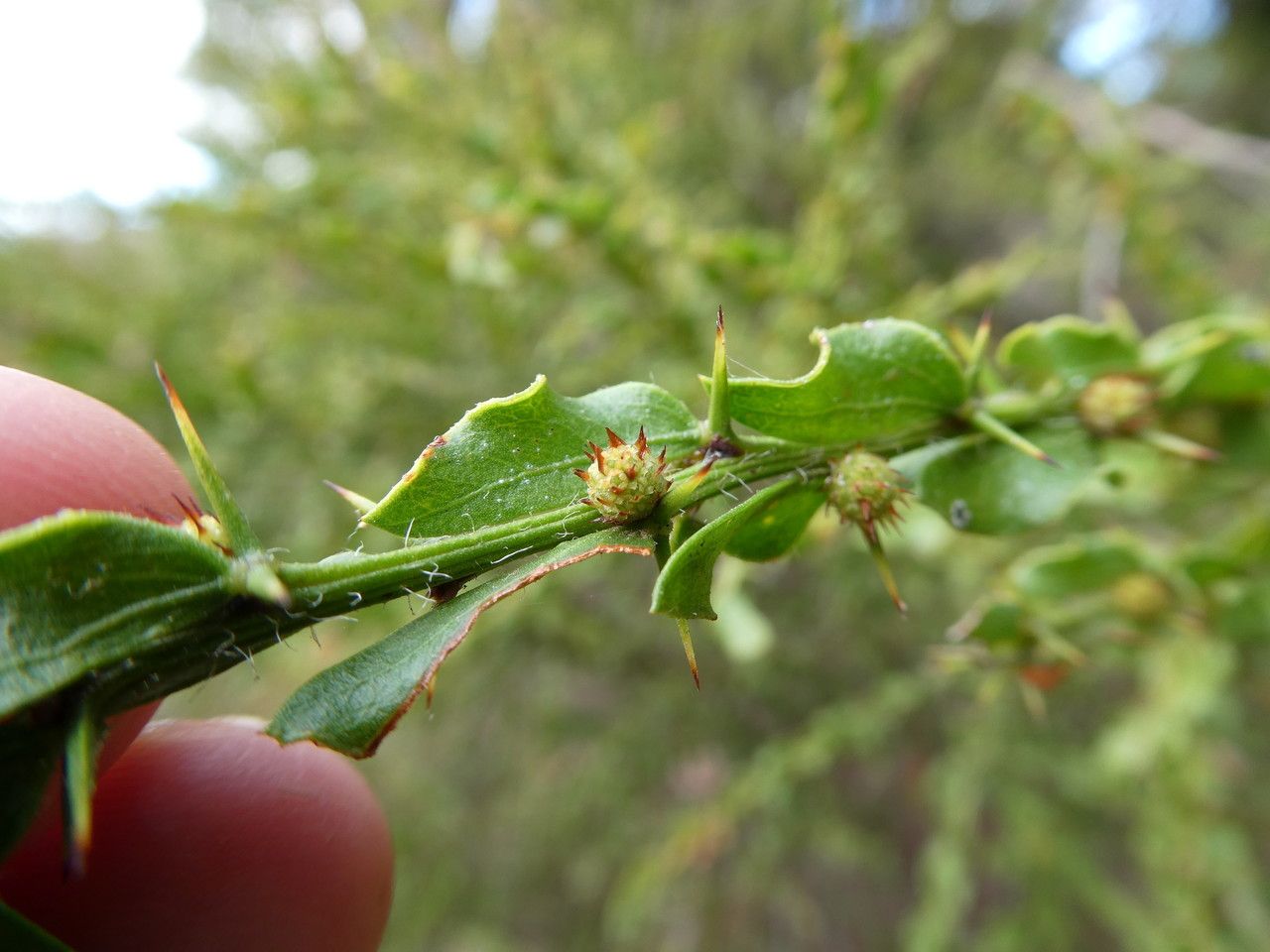 Acacia paradoxa — search result for 'Acacia'