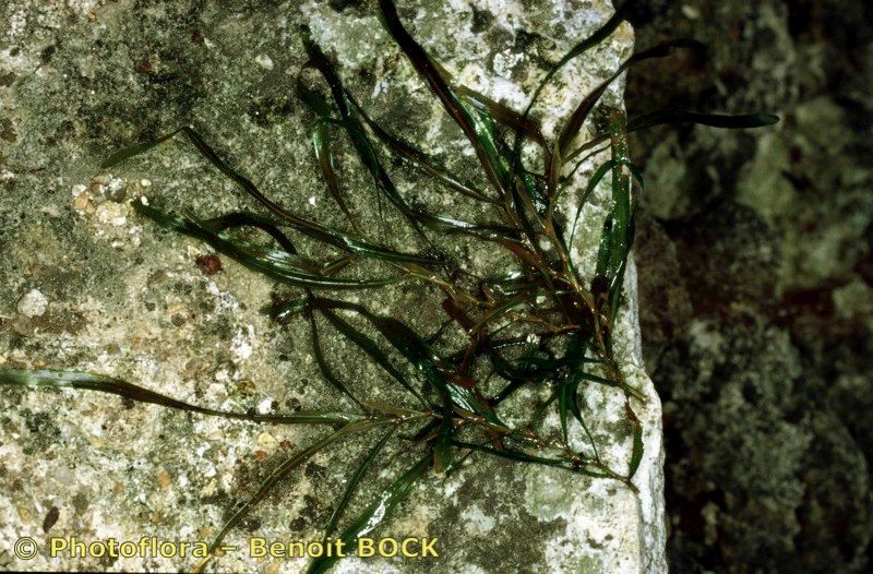 Potamogeton obtusifolius bark