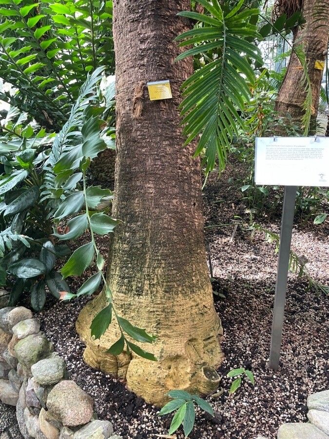 Cycas zeylanica bark