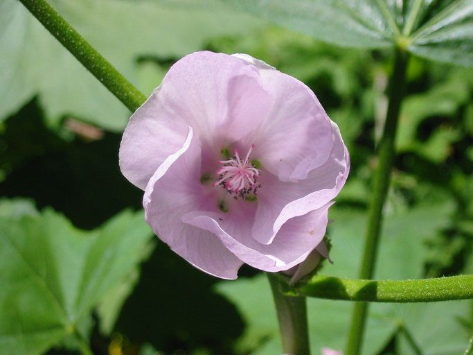 Iliamna latibracteata flower