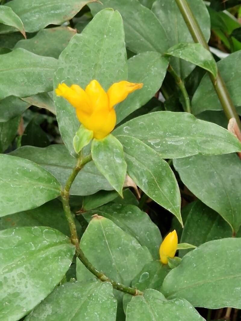 Costus lasius habit