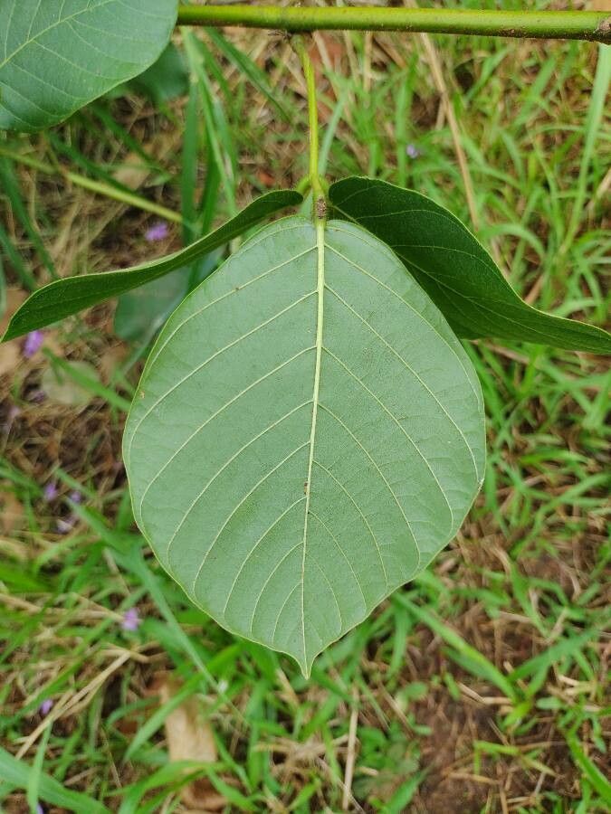 Dioclea guianensis — houseplant care guide