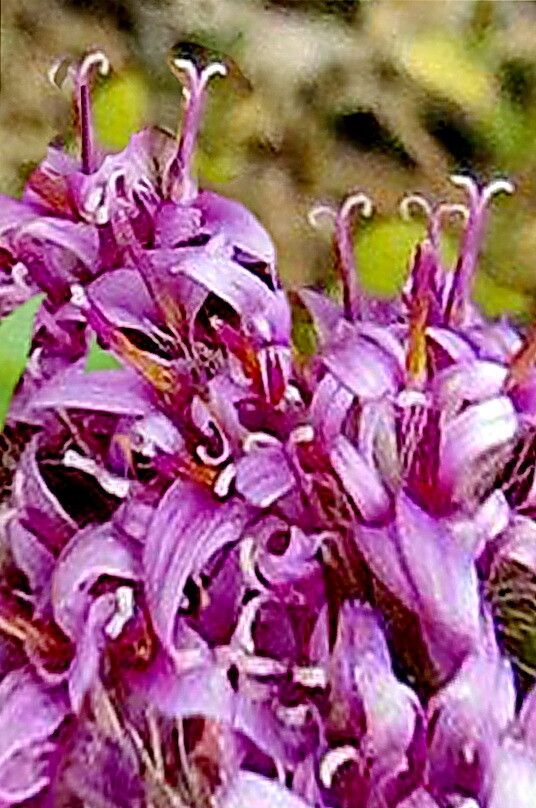 Acourtia fruticosa — related species from the same genus