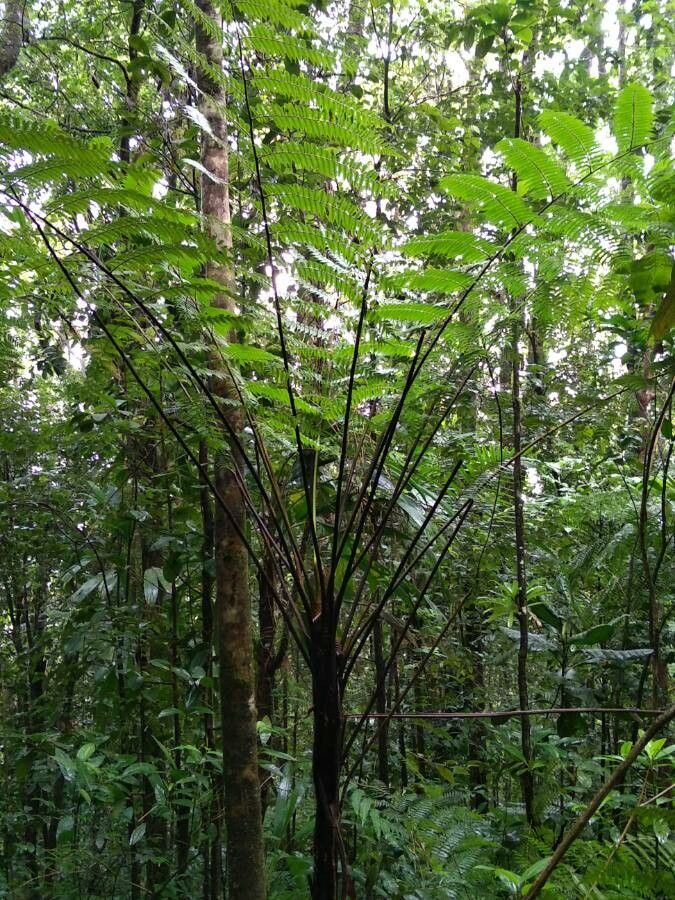 Thelypteris reticulata habit