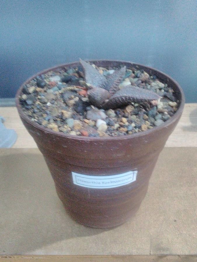 Haworthia koelmaniorum — houseplant care guide