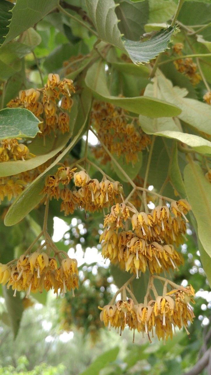 Tilia miqueliana flower