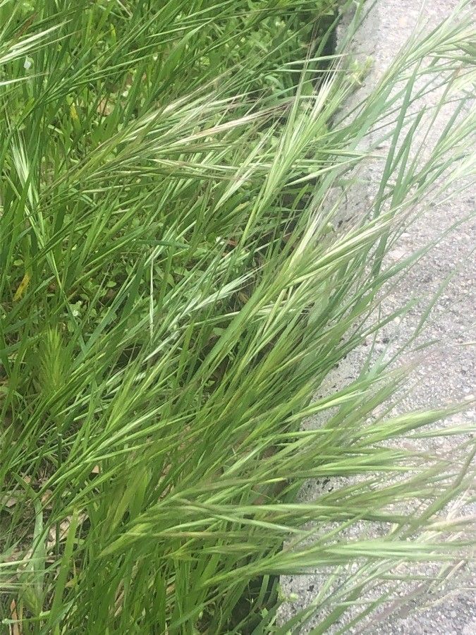 Bromus sterilis fruit