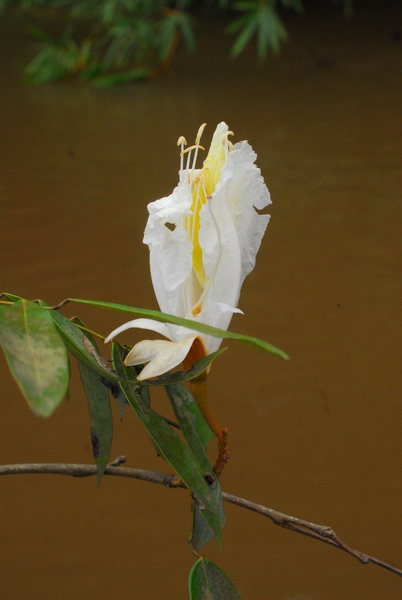 Baikiaea robynsii flower